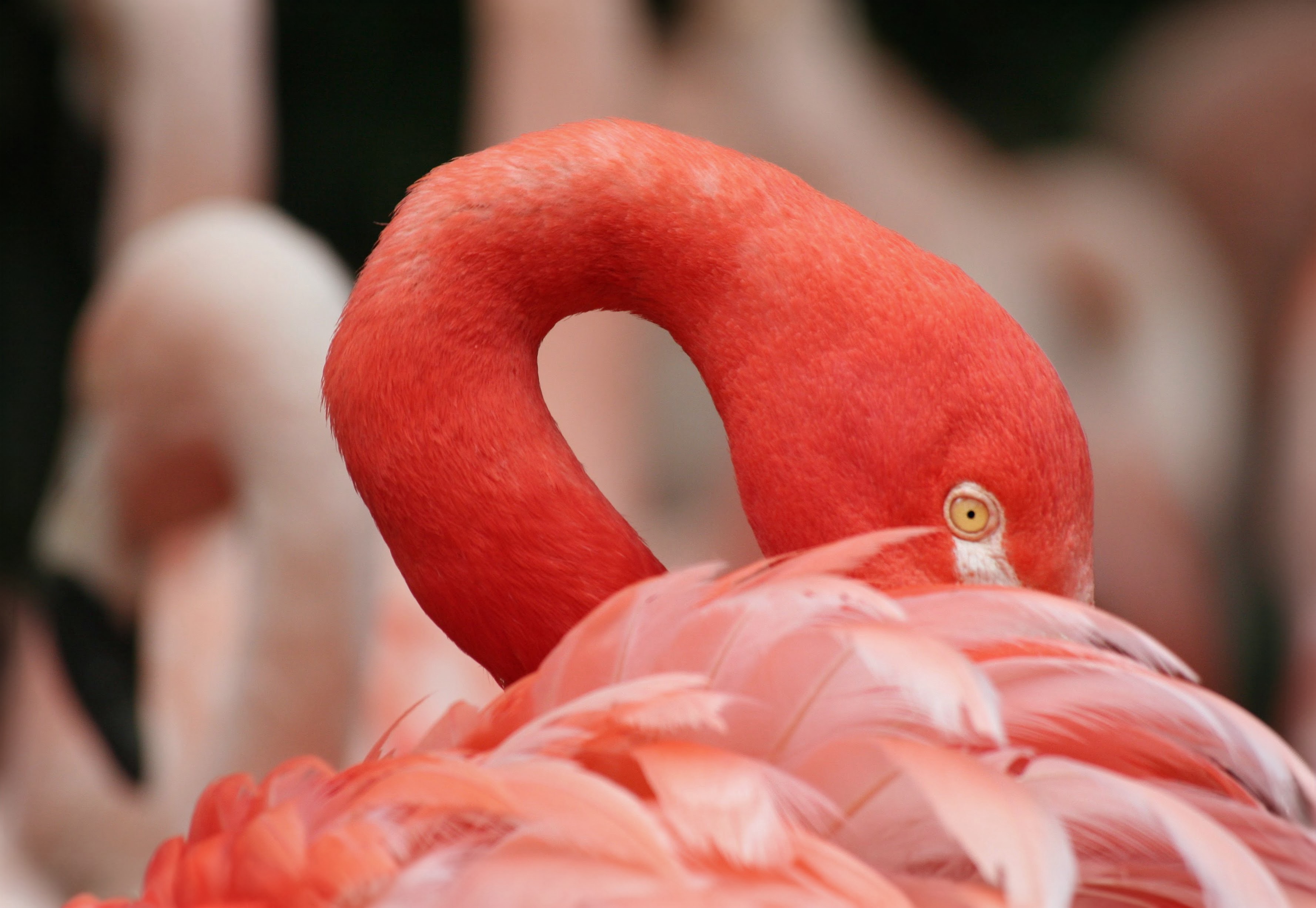 Flamingo