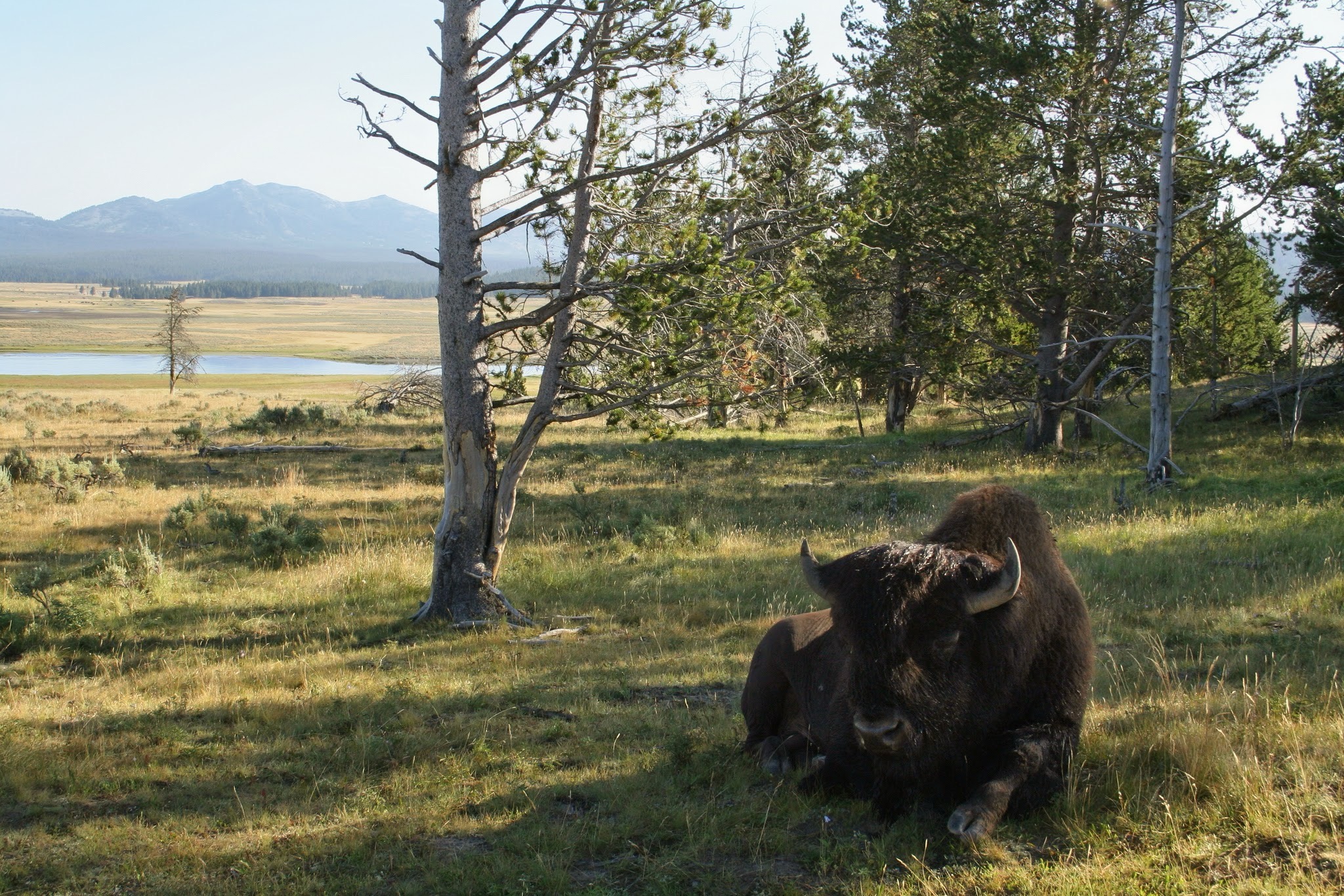 Yellowstone